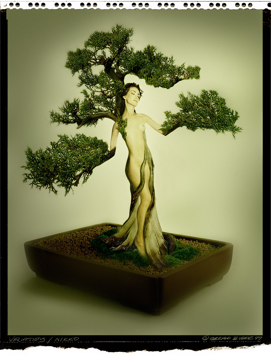 Bonsai for Hotel Nikko